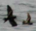 Black and Least Storm-Petrel